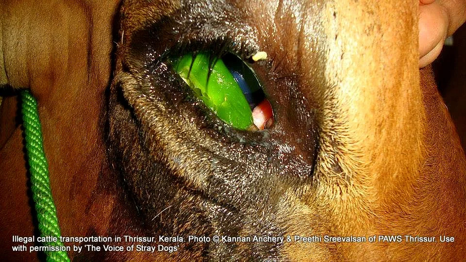 Dog Breeding & Cattle Market Rules 2017 notified 1 1375726 565370856861571 81315487 n