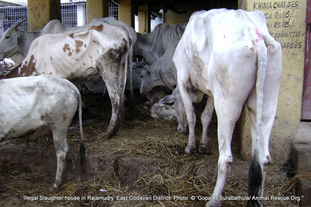 A check list before banning cow slaughter – by Arati Venkat 1 2 Animals waiting their turn for the slaughter