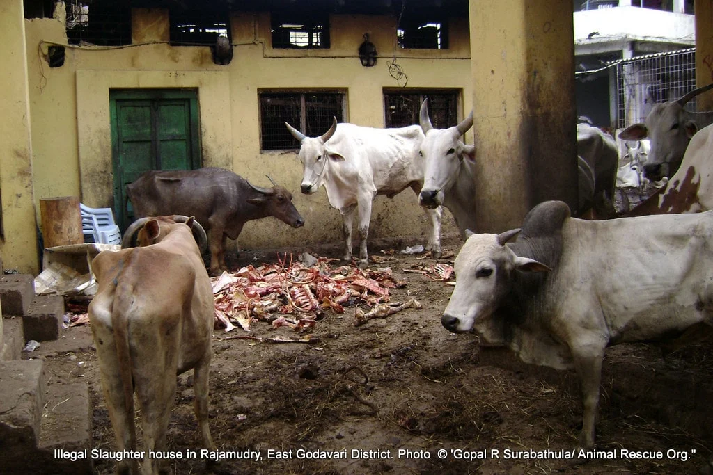 3 Live cattle standing on top of slaughtered ones