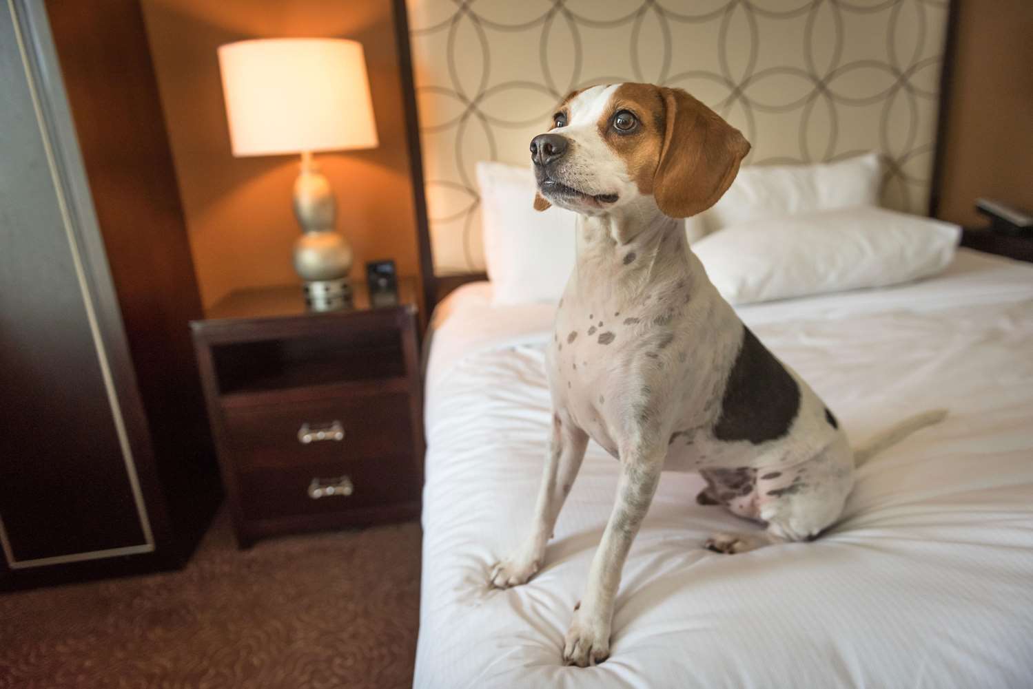 Foster Dogs During Hotel Stays 1 66793982 XXL