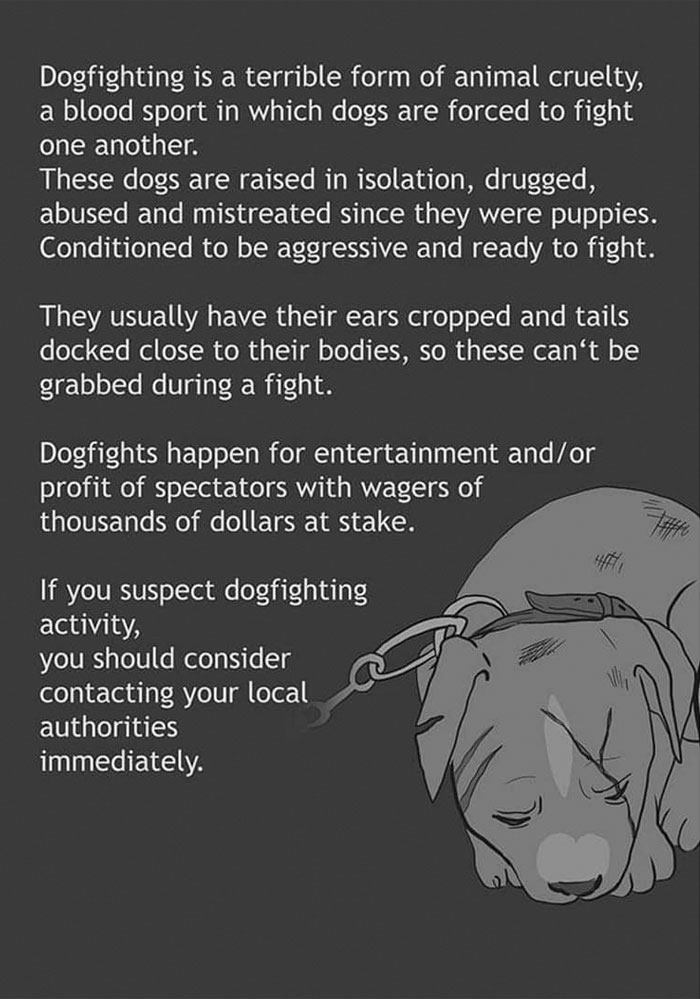 Life of a Fighting Dog - Jenny Jinya's Illustration 9 9
