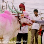 Accidents are a common occurence at races. This bull is bleeding profusely from the neck 150x150 1