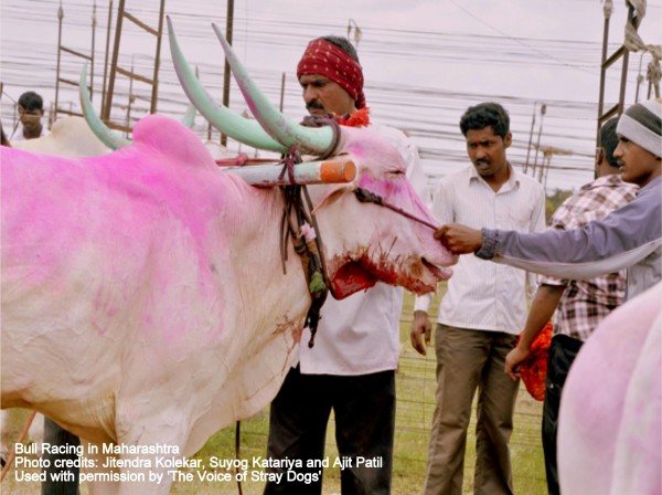 Accidents are a common occurence at races. This bull is bleeding profusely from the neck 600x448 1
