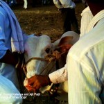 Animals can be controlled through the medium of pain and fear. Bulls bleed from their nose due to the excessive pulling of nose 150x150 1