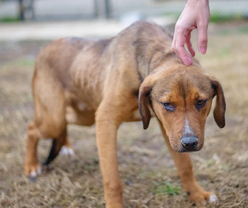 A Dog's Body Language (Part 2) 2 BLOG POSTS Dog Behaviour 2 1