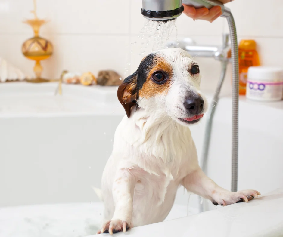 A Guide to Dog Grooming 1 BLOG POSTS Lifestyle 2