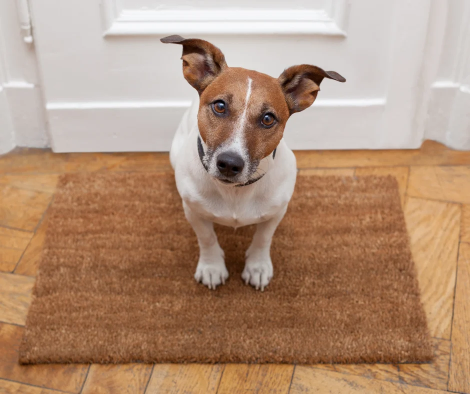 Dog-Proofing Your Home 1 BLOG POSTS Lifestyle 6