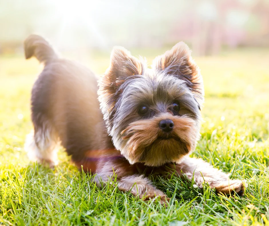 Pancreatitis in Dogs 1 Yorkshire Terrier