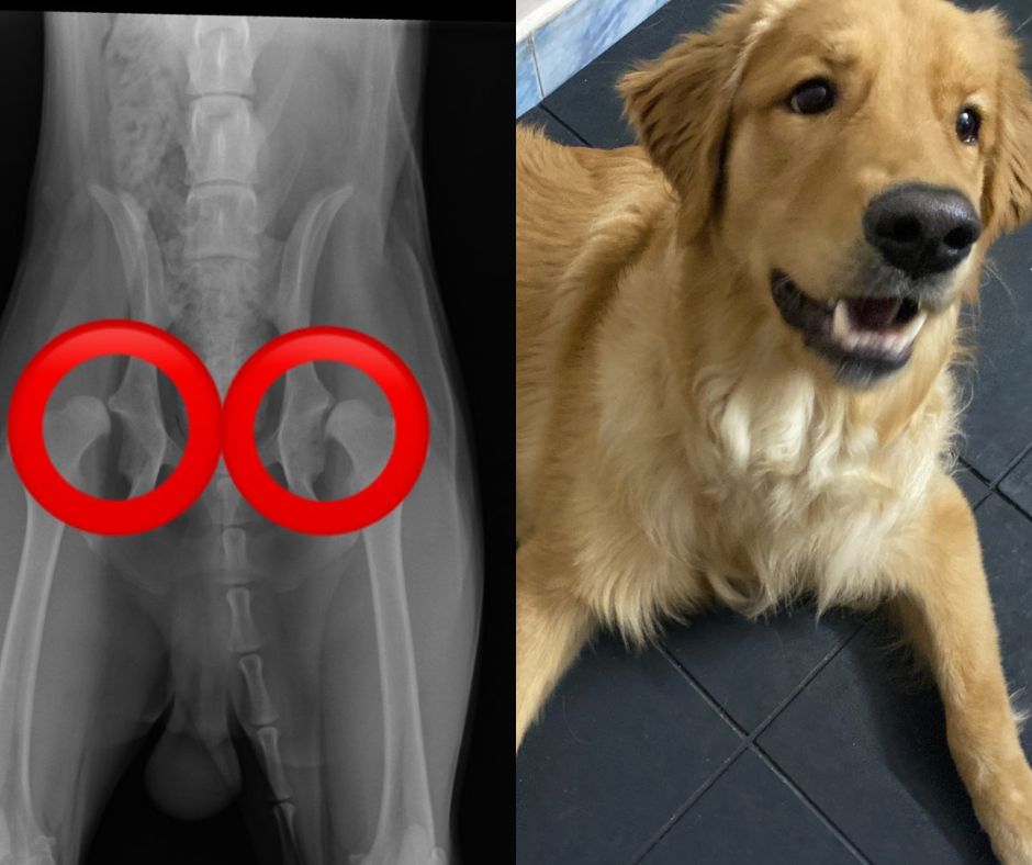 Copy of BLOG POSTS Dogs of VOSD 2023 08 23T171457.133