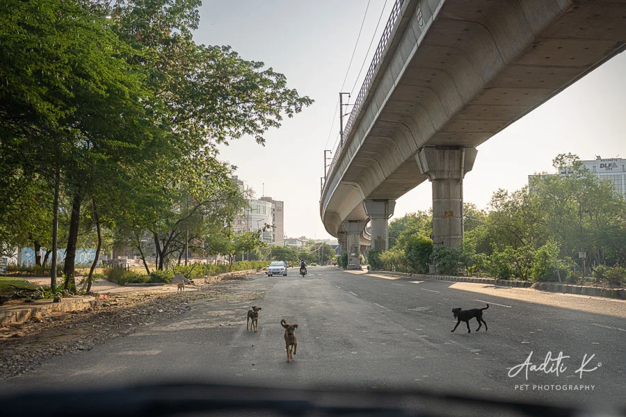 Stray dogs and their heroes - a photo essay 1 DSC00297
