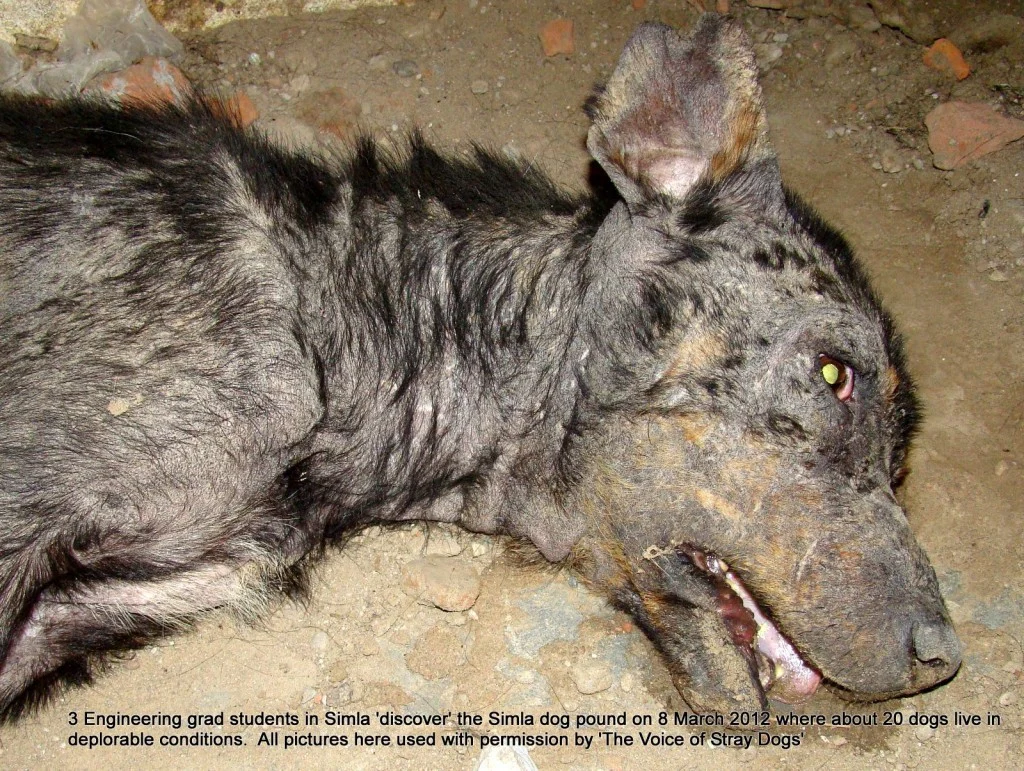 The Supreme Court of India Stays the Shimla High Court - Against Making Shimla "Stray Dog Free" 1 DSC00521 1 1024x771 1