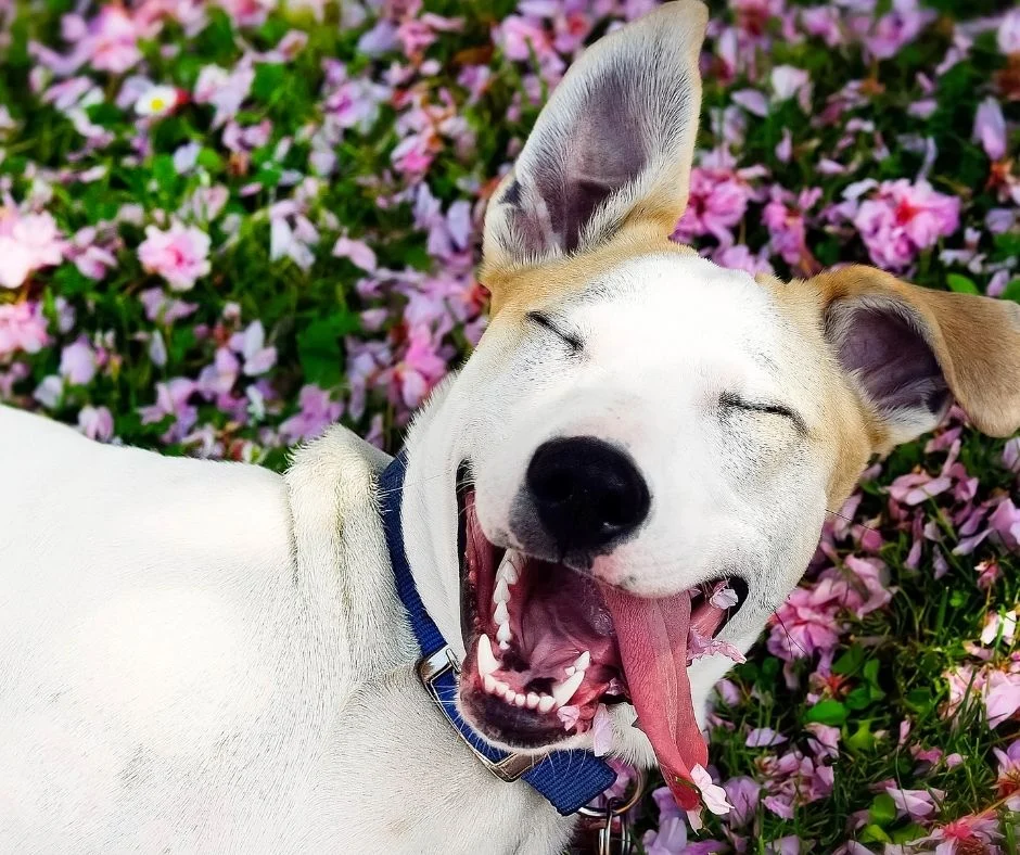 Pet owner’s guide: What does your Dog’s smile mean? 1 Dog smile VOSD blog Lifestyle 2