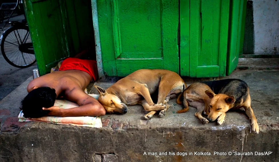 Homeless Indian man and stray dogs Nov 1