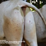Injuries due to aari stick with a nail 150x150 1