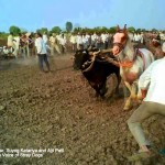 Men are specifically employed and positioned along the track to beat the animals into submission 150x150 1