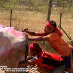 One driver gives electric shock while the other squeezing testicles of the bull 150x150 1