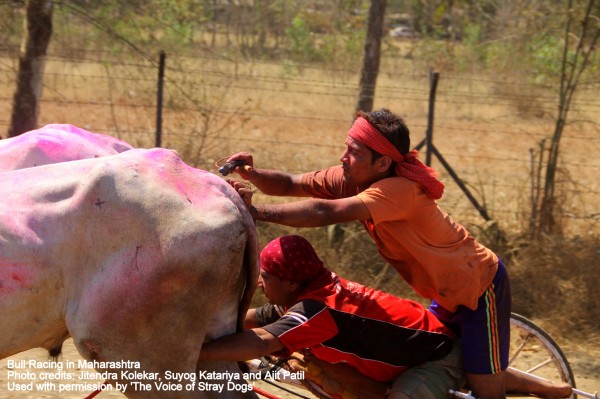 One driver gives electric shock while the other squeezing testicles of the bull 600x399 1