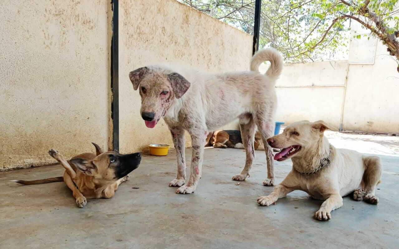 PALTU Jr. - PUPPY WITH DISLOCATED LIMBS COMPLETES TWO YEARS AT VOSD 3 PaltuJr n Friends 1