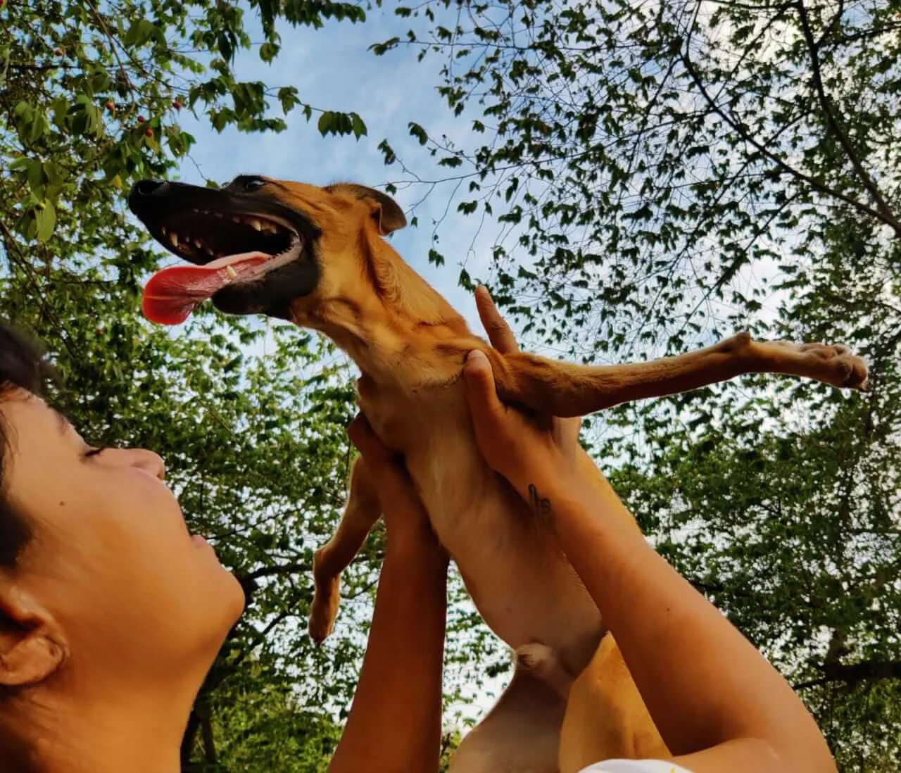 PALTU Jr. - PUPPY WITH DISLOCATED LIMBS COMPLETES TWO YEARS AT VOSD 2 PaltuJr I believe I can fly