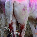 Profuse bleeding broken and fractured tails are a common sight due to twisting and biting of tails 150x150 1