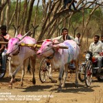 Tail biting is one of the most common cruelties inflicted on bulls for races 150x150 2