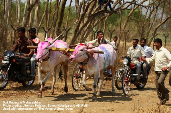 Tail biting is one of the most common cruelties inflicted on bulls for races 600x399 1