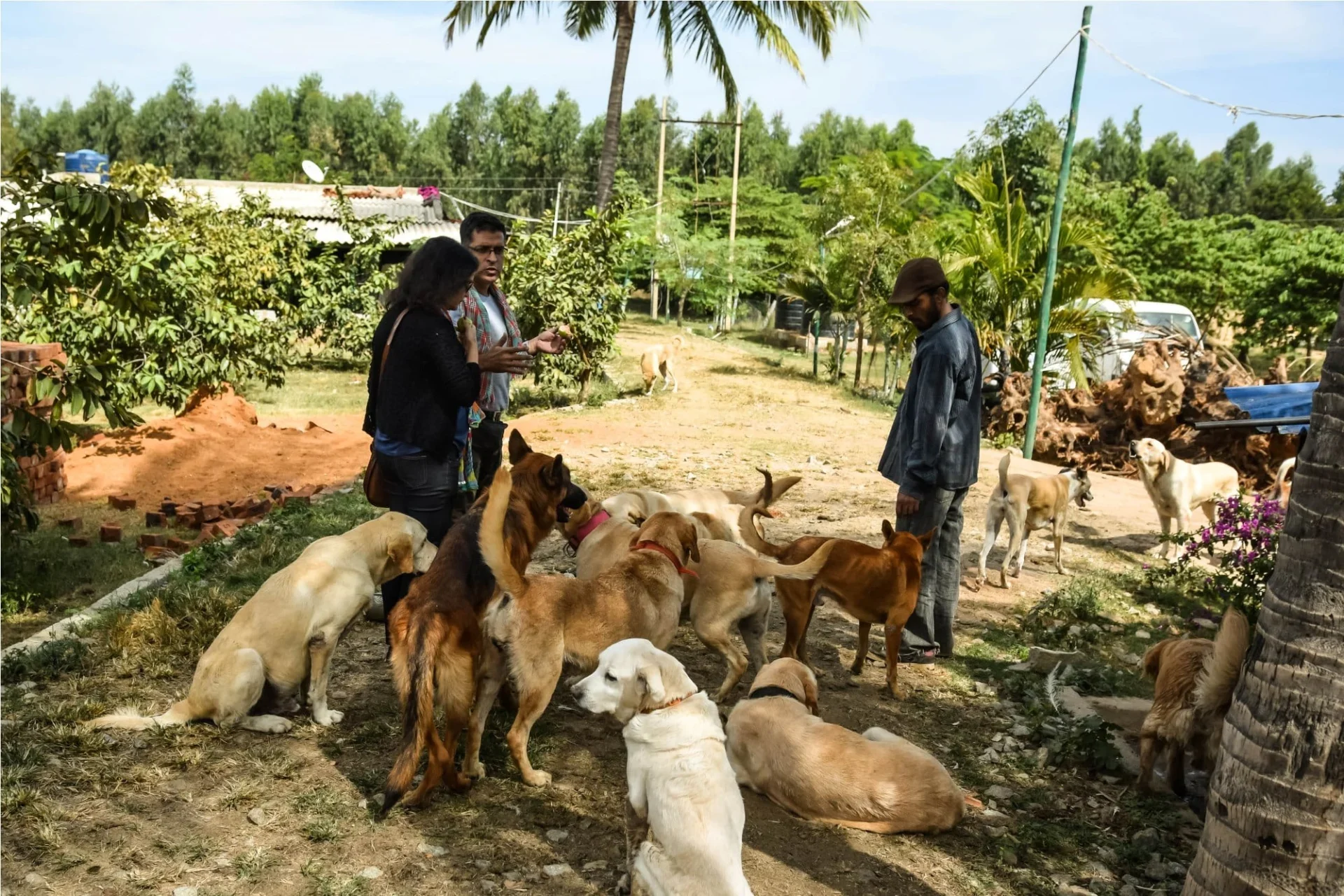 VOSD Dog Sanctuary