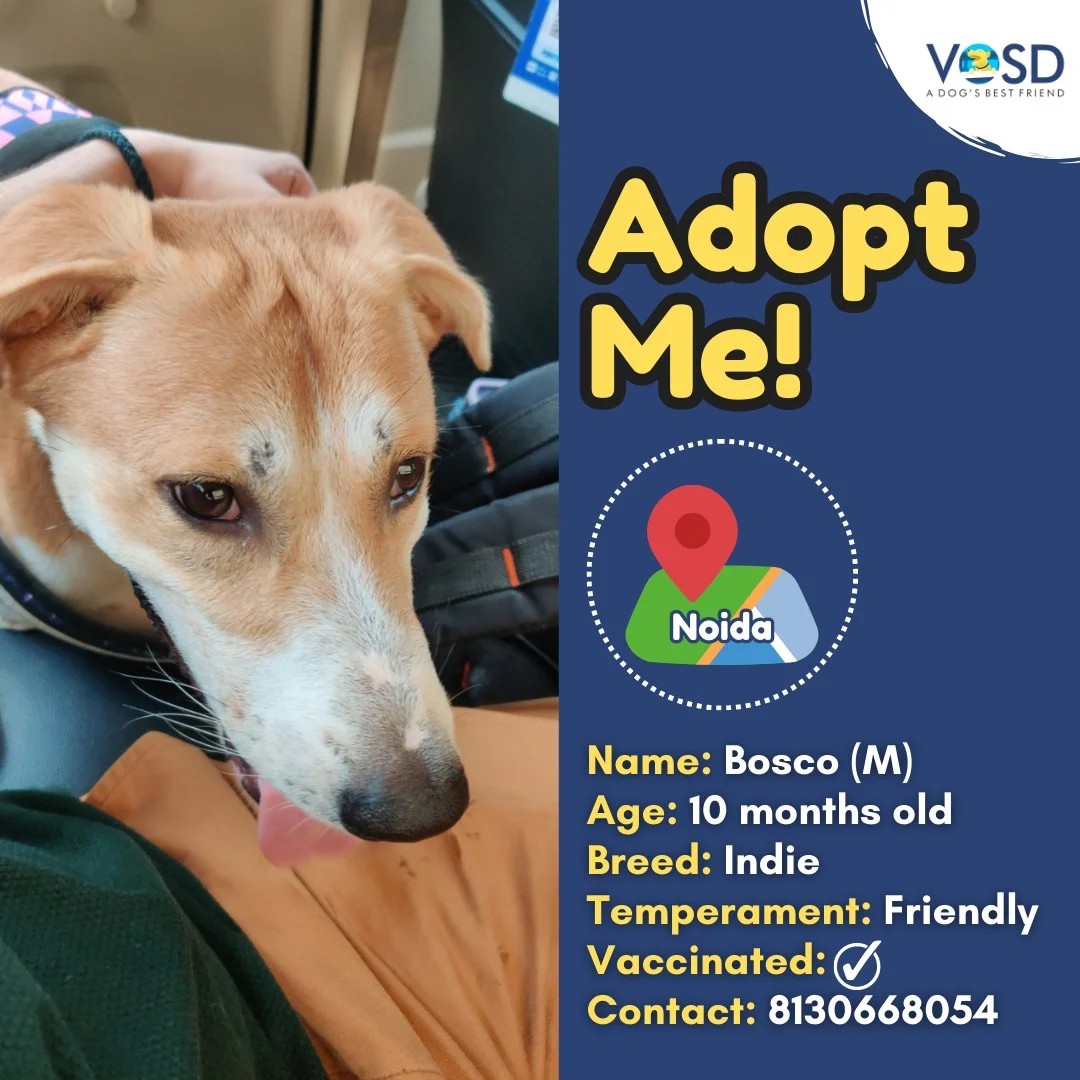 ADOPTION APPEALS THIS WEEK - (23rd July 2023 to 29th July 2023) 2 WhatsApp Image 2023 07 25 at 12.45.01 1