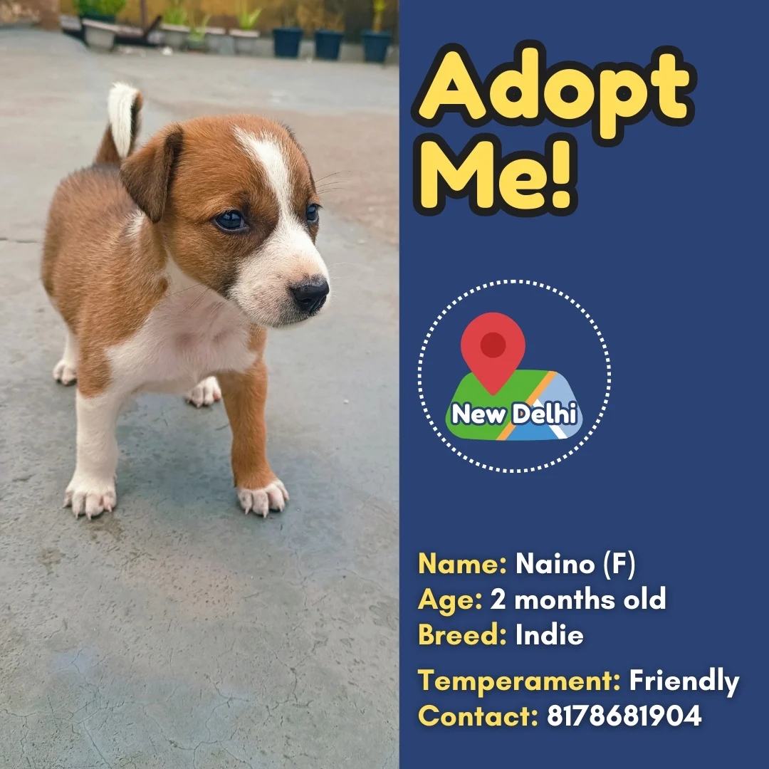 ADOPTION APPEALS THIS WEEK - (23rd July 2023 to 29th July 2023) 1 WhatsApp Image 2023 07 26 at 11.49.43 1 1