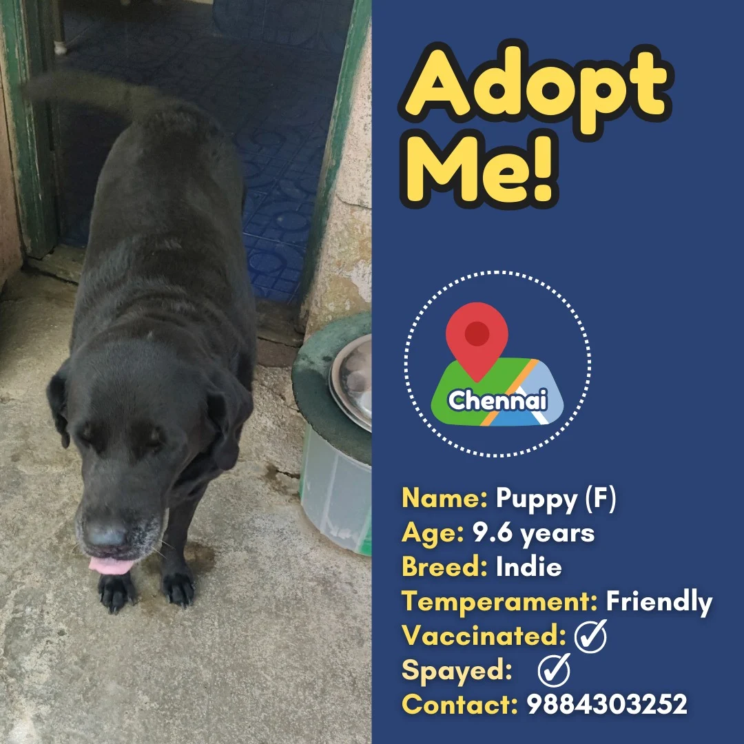 ADOPTION APPEALS THIS WEEK (29th July to 5th August) 2 WhatsApp Image 2023 08 02 at 14.10.52