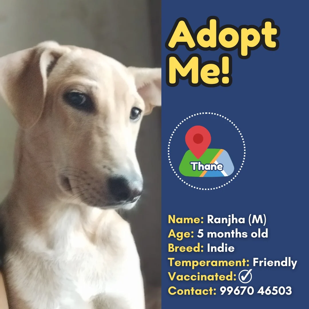 ADOPTION APPEALS THIS WEEK (29th July to 5th August) 1 WhatsApp Image 2023 08 02 at 15.47.11 1