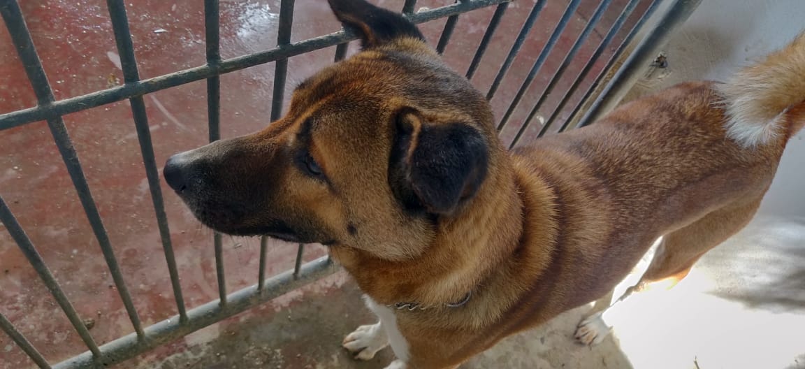 CUTE BOY COMES HOME TO VOSD FROM BANGALORE 1 Whisky in kennel day 1