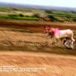 a man who is trying to control the bulls before the races gets dragged by a cart for several metres 150x150 1