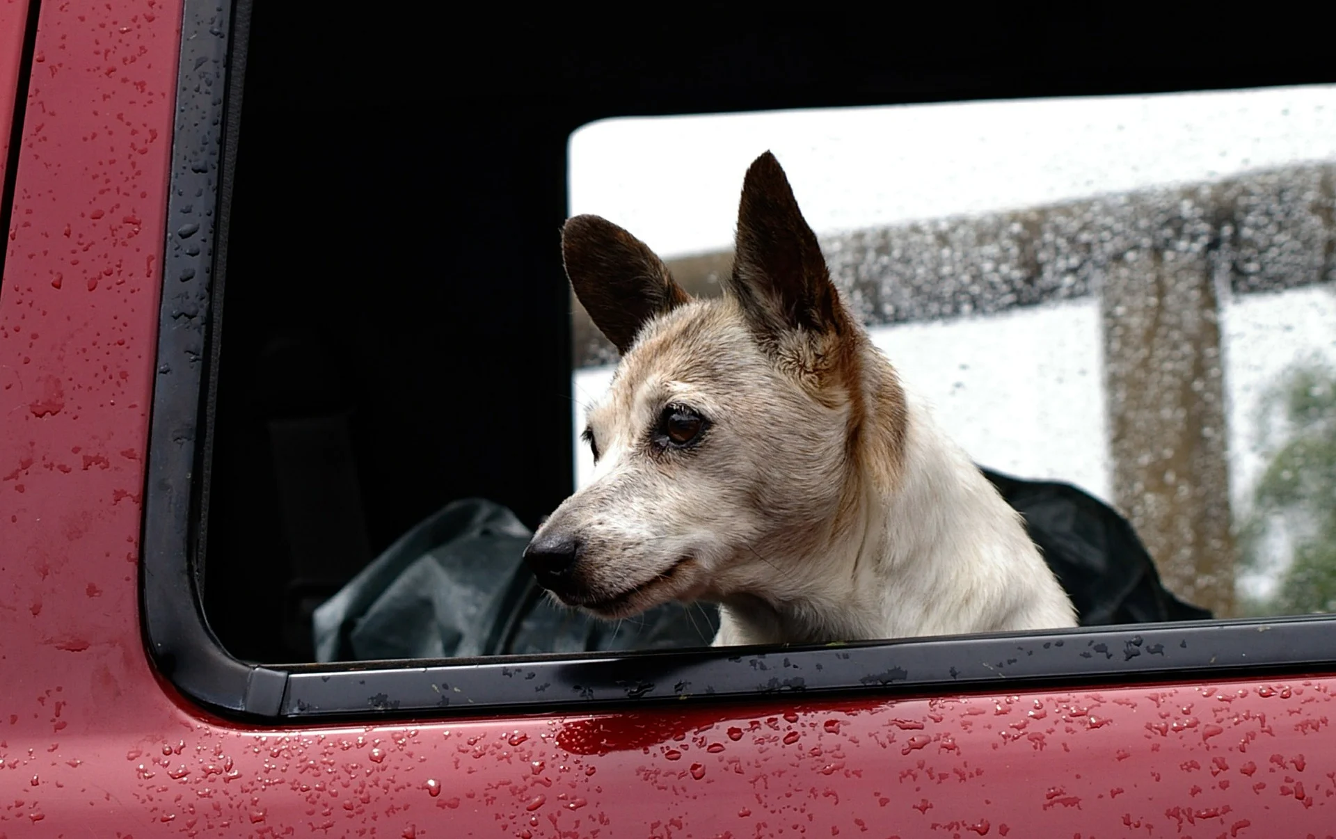 Caring for Dogs During the Monsoon 1 dog 425059 1920