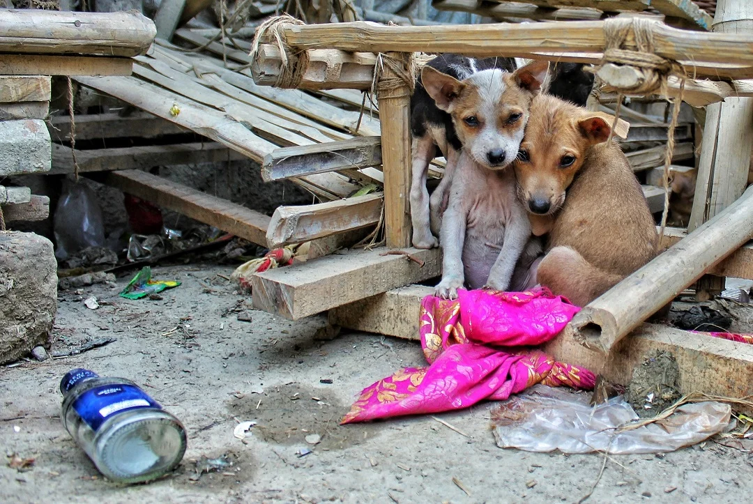 Rescuing a Stray Dog? Here's What You Should Know 1 evan clark dpn6K9e1vzY unsplash