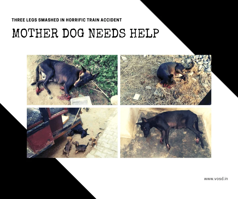 Mom who has lost 3 legs in an accident in Rural UP 1 mother dog VOSD Sanctuary Rescue