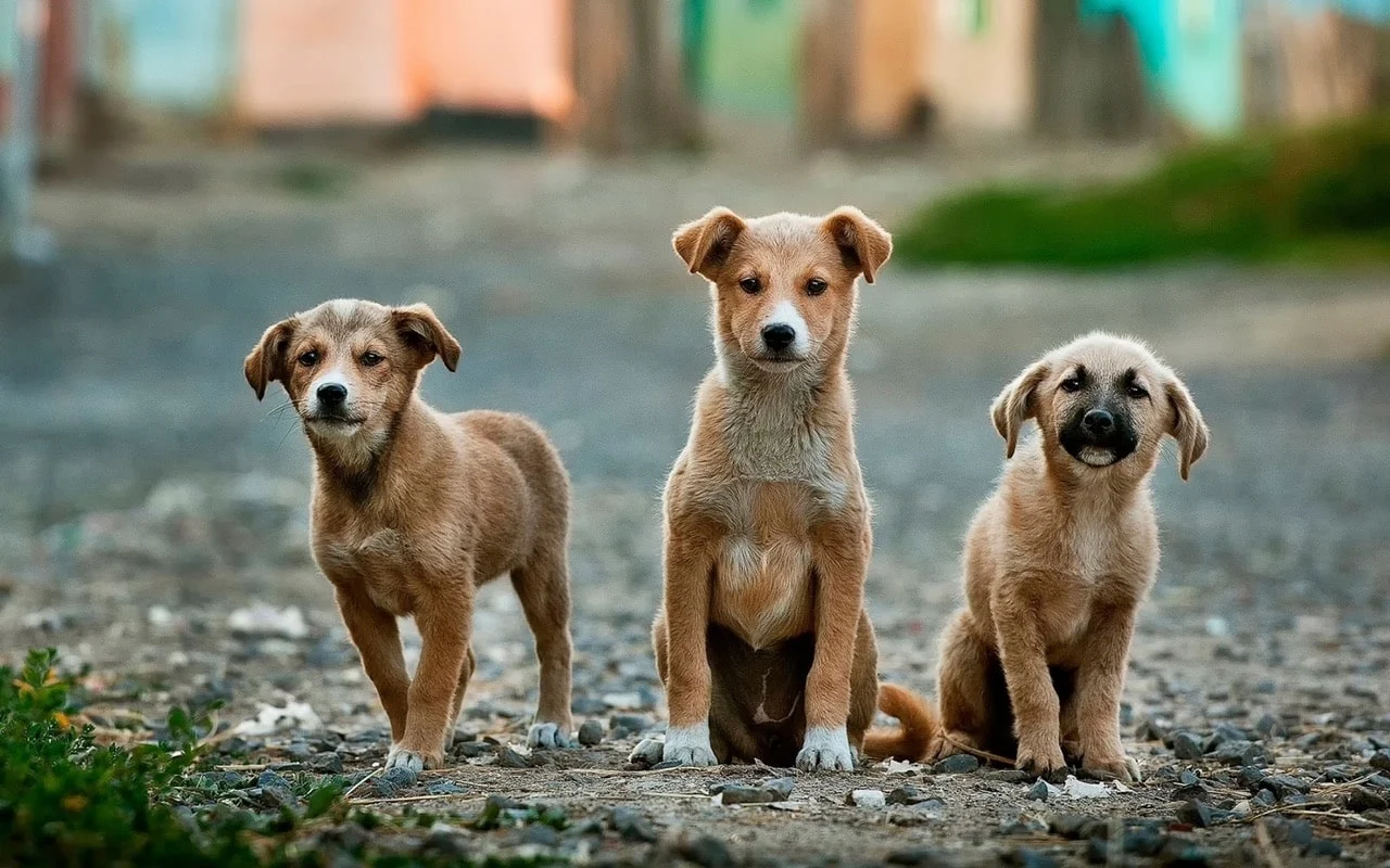 Announcing the VoSD Stray Dog Rescue Affiliate program: Open to all people/ organizations that want to benefit from VoSD processes and automation 1 pexels photo 26128