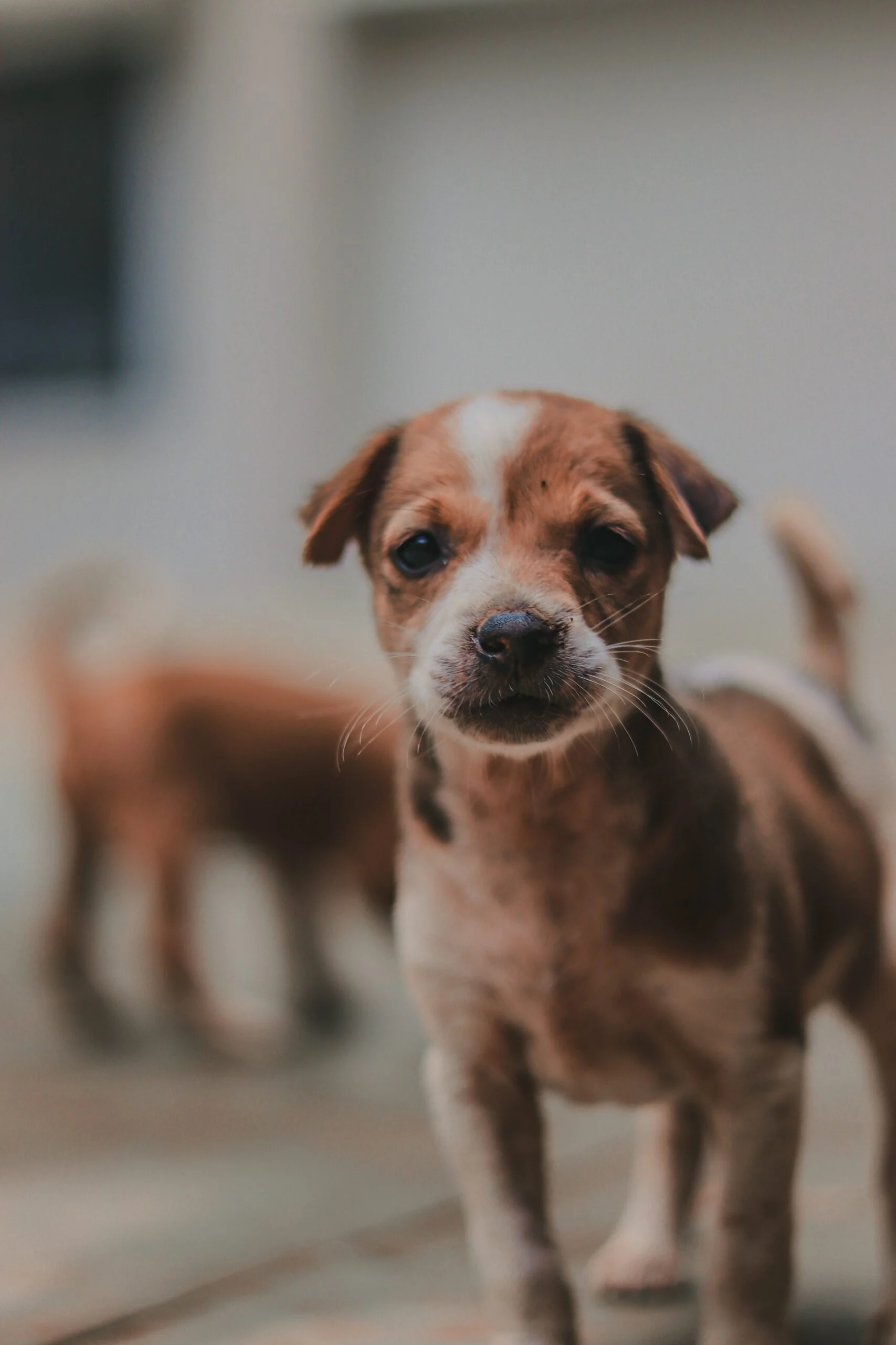 Dog Rights During Lockdown 1 selective focus photography of a puppy 2579504 scaled