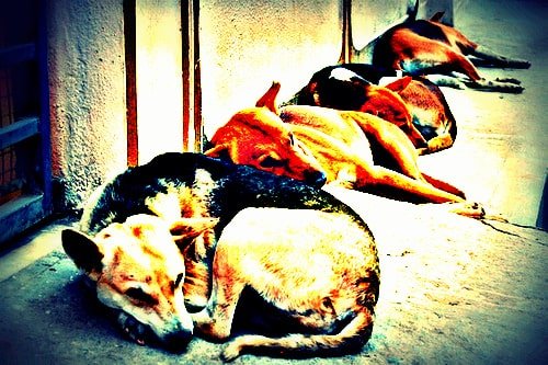 stray dogs in apartments