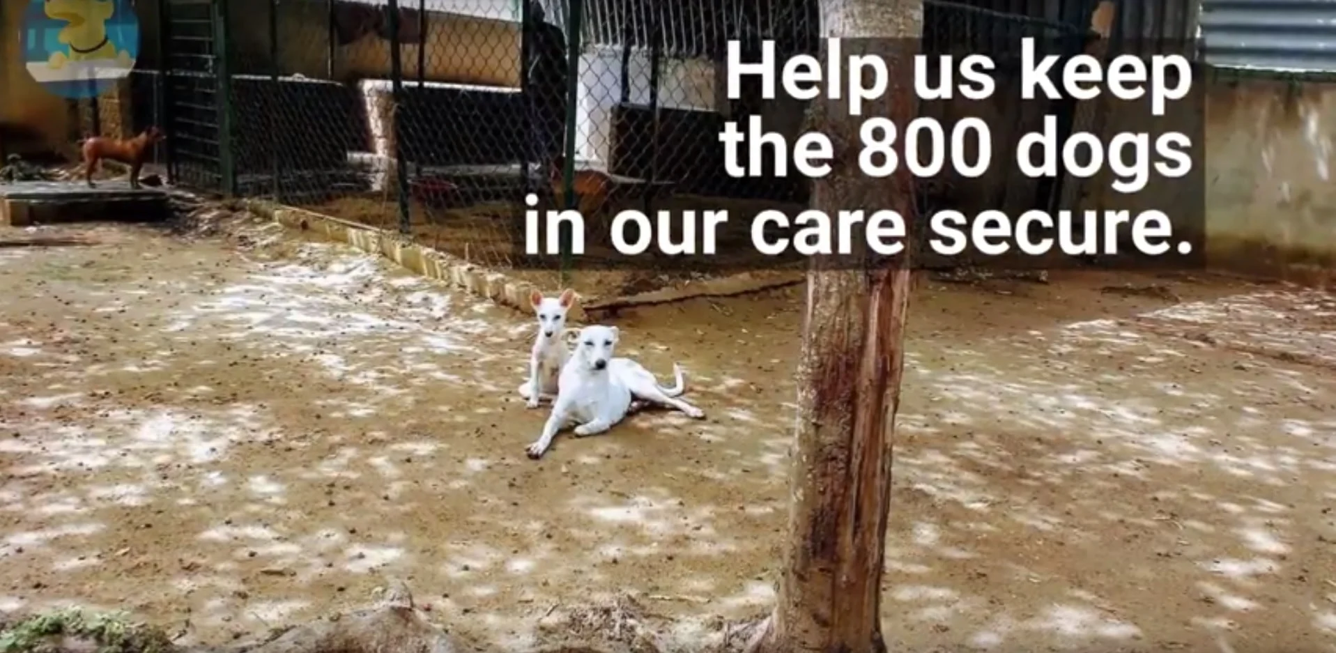 Please help us make 800 VOSD dogs more secure 1 vosd ketto