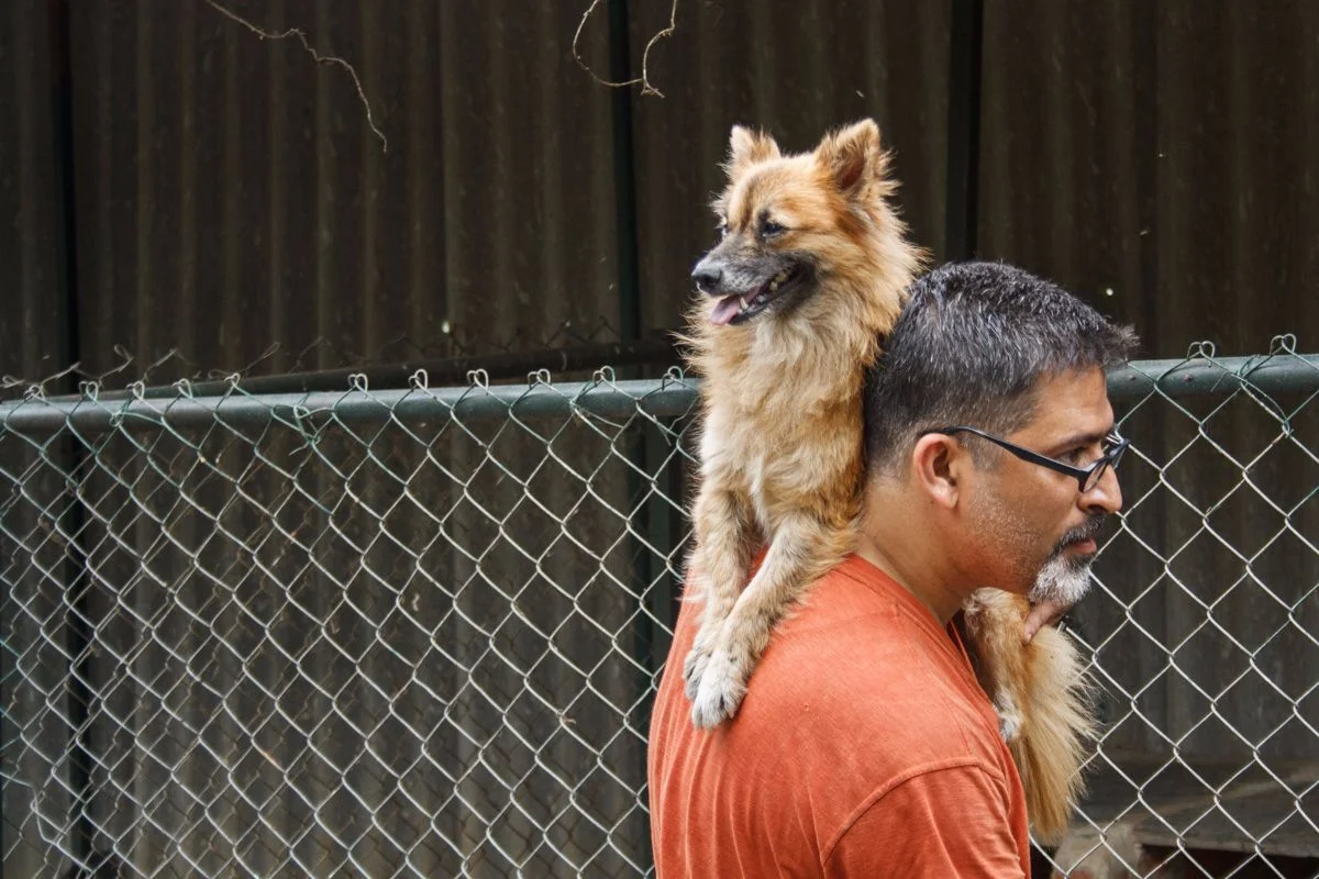 Rescued Dog or Pet Dog Surrender to VOSD Sanctuary 1 vosd1