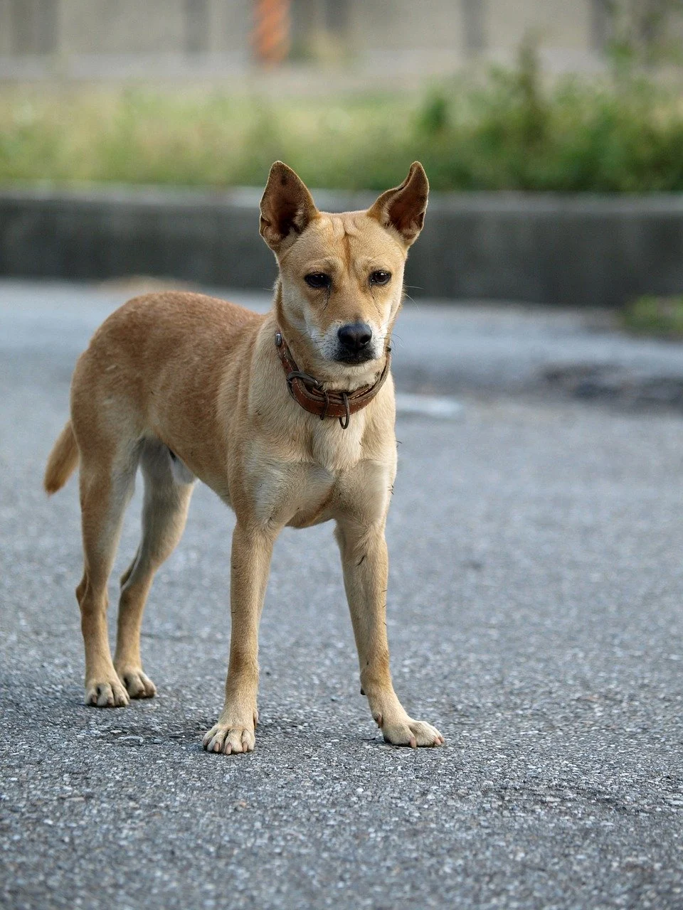 A Dog's Body Language (Part 2) 1 yellow 1759599 1280